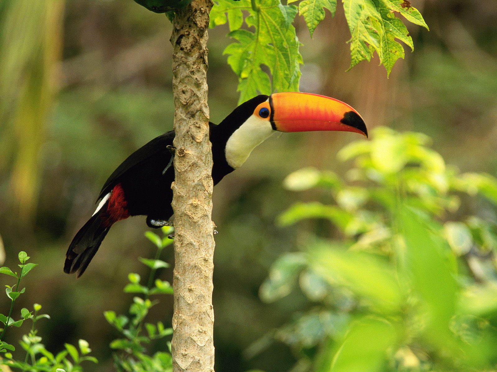 Toco Toucan in the Tropical Forest6505217059